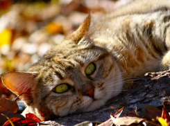 Синоптики пообещали Новочеркасску солнечную рабочую неделю без осадков