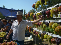 «Виноград без границ»: в Новочеркасске прошла выставка-ярмарка