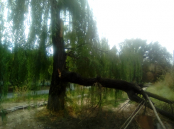 Огромное дерево обрушилось на аллею Дружбы на новочеркасской улице Чехова