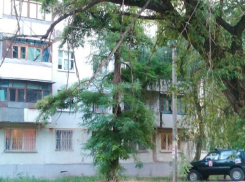 Жители микрорайона Молодежный Новочеркасска пожаловались на опасное дерево