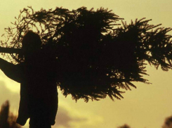 Новочеркасца поймали на краже деревьев