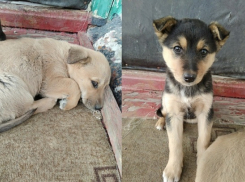 Две малышки ищут в Новочеркасске добрых друзей