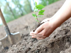 В Новочеркасске на пересчет насаждений потратят более миллиона рублей
