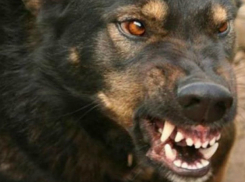 Одичавшая стая бродячих собак набросилась на пятилетнего ребенка в Новочеркасске