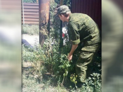 В Новочеркасске обнаружили 12 очагов дикорастущей конопли
