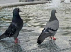 Новая рабочая неделя снова принесет новочеркасцам жару