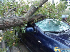 В Новочеркасске упавшее дерево раздавило две машины, стоящие в пробке