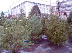 В Новочеркасске открылись елочные базары, пока цены прошлогодние