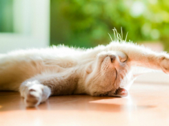 Синоптики пообещали новочеркасцам солнечную рабочую неделю без осадков