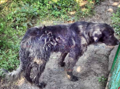 Бродячие собаки захватывают Новочеркасск