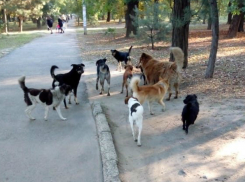 Администрация Новочеркасска ответила на «собачий вопрос»