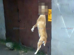 В Новочеркасске зверски убитую собаку повесили на воротах частного дома