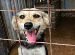 Собаку вместе со щенками засунули в мешок и бросили умирать на обочине под Новочеркасском