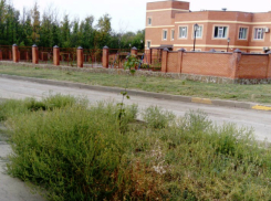 Буйным цветом «колосится» в Новочеркасске амброзия