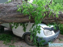 Жителей Новочеркасска будут штрафовать за самостоятельный спил угрожающих жизням людей деревьев