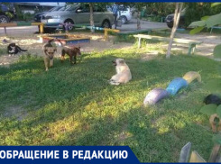 «Бродячие собаки пугают малышей», - новочеркасцы 