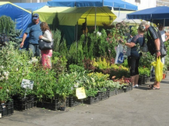 Новочеркасцев приглашают за саженцами и семенами