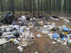 Администрация просит жителей самим очистить «Агролес»