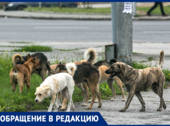 «Собачьи “свадьбы” доводят до бешенства», - новочеркасцы