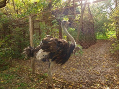 В ростовском зоопарке появился африканский страус Кузя