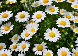 Символом Ростовской области стала луговая ромашка