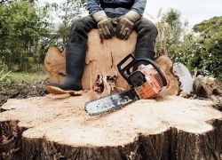 В Новочеркасске из-за строительства заправки вырубили 23 дерева