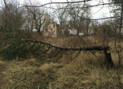 Экоактивисты Новочеркасска составили петицию главе города