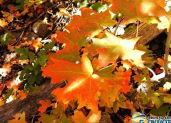 В Новочеркасске потеплеет до 20 градусов