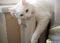 Администрация Новочеркасска отчиталась о 100-процентном запуске отопления в городе