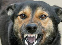 Бродячая собака вцепилась в ногу новочеркасца на Платовском