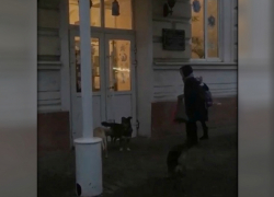 Новочеркасцев терроризирует стая собак возле третьей школы