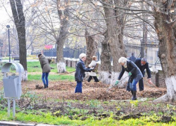 На озеленение Новочеркасска мэрия готова потратить 2 миллиона рублей