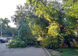 Огромное сухое дерево рухнуло на дорогу по улице Михайловской Новочеркасска