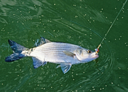 Команда прокуратуры Новочеркасска лучше всех ловит рыбу