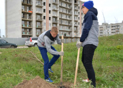 В Новочеркасске высадили аллею около нового детсада