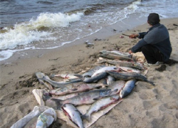 Браконьеров на резиновой лодке схватили под Новочеркасском при ловле краснокнижной рыбы  