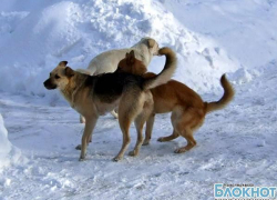 Администрация Новочеркасска на отлов бродячих животных в 2014 году потратит почти 2 миллиона