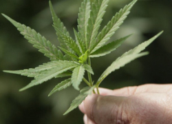 Жителей Новочеркасска оштрафуют за дикорастущую коноплю