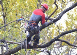 В Новочеркасске на улице Пушкинской началась обрезка деревьев