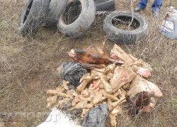 Под Новочеркасском обнаружена гора трупов животных