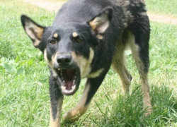 В Новочеркасске агрессивный бродячий пес снова напал на человека