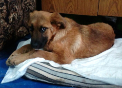 Живодеры битой переломали лапы собаки в Донском микрорайоне Новочеркасска