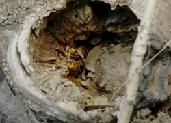 В Новочеркасске спасатели уничтожили гнездо шершней в детском саду