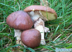 В Ростовской области увеличилось количество случаев отравления грибами