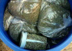 У жителя Кривянской дома обнаружено 11 кг марихуаны