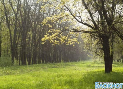 Митинг в защиту новочеркасской рощи организаторы перенесли на 1 декабря