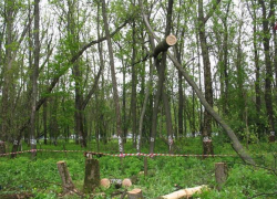 В Новочеркасске возобновляют строительство двух детских садов в роще «Красная весна»