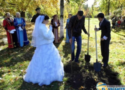 В Новочеркасске молодожены присоединились к высадке деревьев, выйдя из ЗАГСа
