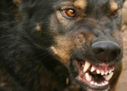 Одичавшая стая бродячих собак набросилась на пятилетнего ребенка в Новочеркасске