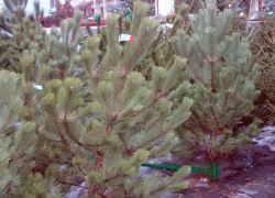 Предпринимателя из Новочеркасска подозревают в незаконной вырубке елок